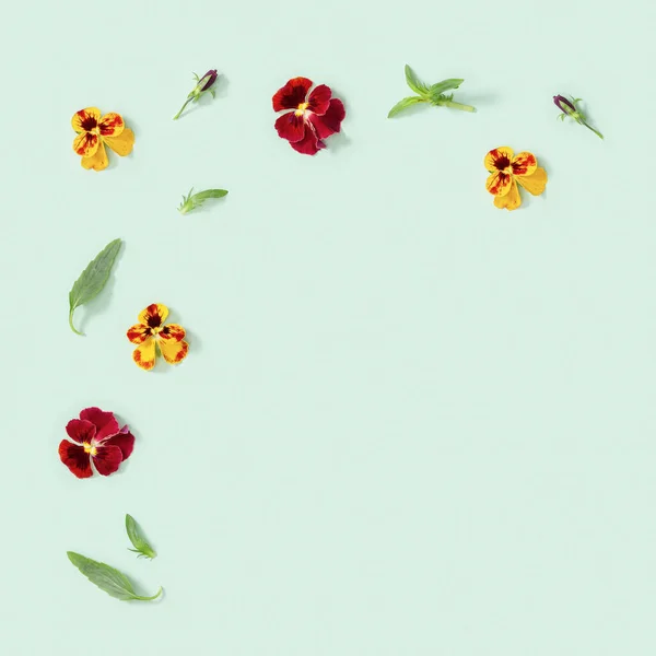 コピースペース付きの薄緑色の背景に自然な花を咲かせます 花の小さな明るい蕾パンジー — ストック写真