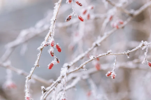 果実の枝を持つ自然な冬の背景 自然の中での果実の小さな酸味のある赤い冷凍ベリー 選択的焦点 — ストック写真