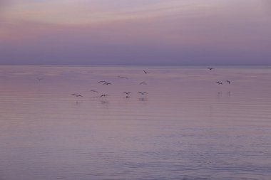 Günbatımında pembe gökyüzü arka planı, denizin üzerinde renkli bulutlar ve martılar uçuşuyor. Deniz suyuna yansıyan doğa soyut kompozisyonu, ufuk çizgisinin doğal mavi mor tonları. Doğa ortamı.