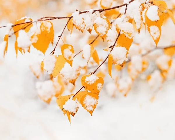 白樺の木の黄色の葉の最初の雪を覆った 冬または晩秋のシーンは 背景がぼやけて美しい自然の凍結葉は 雪が降っています 自然環境木々の季節の枝が閉じる — ストック写真