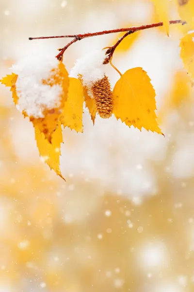 白樺の木の黄色の葉やCatkins最初の雪を覆った 冬または晩秋のシーンは 美しい自然の凍結葉は 雪が降っています 自然環境木々の季節の枝が閉じる — ストック写真