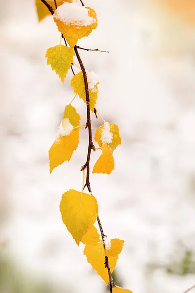白樺の木の黄色の葉の最初の雪を覆った 冬または晩秋のシーンは 背景がぼやけて美しい自然の凍結葉は 雪が降っています 自然環境木々の季節の枝が閉じる — ストック写真
