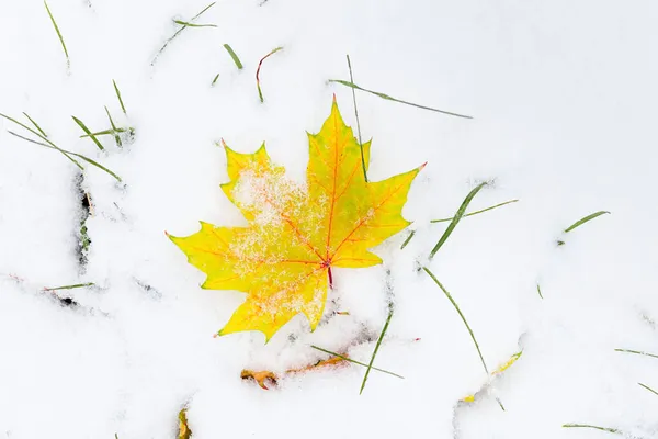黄色のカエデの葉が雪の上に落ちた 最初の雪 冬のスタートコンセプト 雪の地面に自然の明るい秋の葉 自然シーン トップビュー — ストック写真