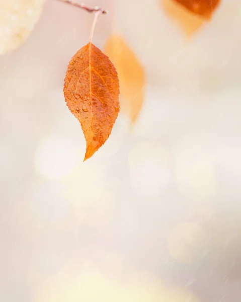 雨粒が入った黄色のオレンジ色の紅葉は ぼんやりとした自然の背景にぼんやりと浮かび上がる 9月の日の雨の天気 自然の秋のシーン コピースペースと明るい秋の画像 — ストック写真