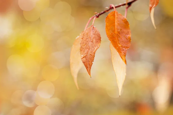 雨から滴と黄色のオレンジ色の秋の葉は 枝にかかって コピースペースで背景がぼやけています 秋の季節のコンセプト 自然の色の紅葉を閉じる 秋の自然シーン ソフトフォーカス — ストック写真