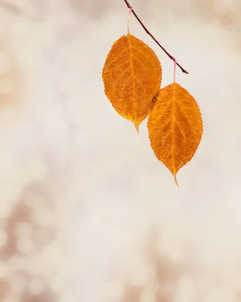 Žlutý Oranžový Podzimní List Kapkami Deště Zblízka Rozmazaném Přírodním Pozadí — Stock fotografie