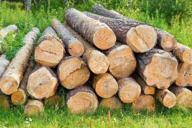 Tahta. Ormandaki çimlerin üzerinde yatan kütükler. Çam ağaçları doğradı yakıt rezervlerini.