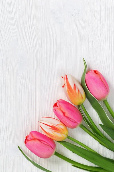 Friss Tulipán Fényes Gyönyörű Sokszínű Virágok Tulipán Fehér Háttér Első — Stock Fotó