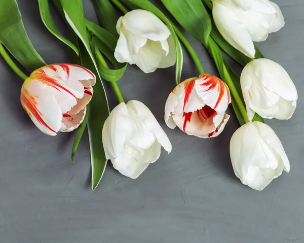 Egy Csomó Fényes Virágzó Tulipán Fehér Piros Színű Tavaszi Virágok — Stock Fotó