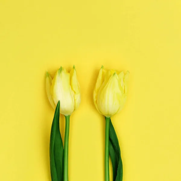 黄色の背景にチューリップの春の花 春の花チューリップと自然花の背景 ミニマルなスタイル トップ表示 — ストック写真