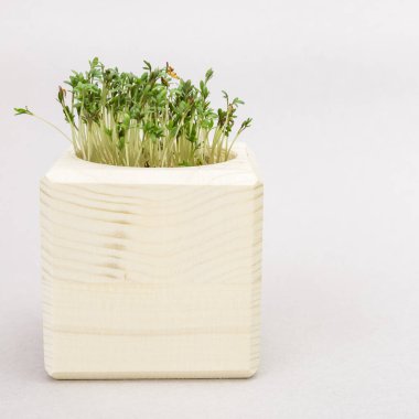 Taze mikro sebze lahanası besin ve vitamin içerir. Yenilebilir genç pantolonlar. Sağlıklı vejetaryen