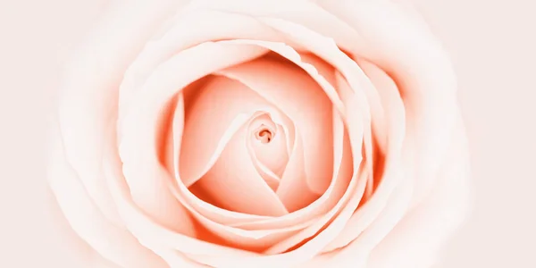Broskvová barva růže květina zblízka, pastelová barva příroda pozadí pro romantické dovolené gratulujeme. Přirozený jemný květ růže, světle růžový, široký prapor s kopírovacím prostorem. Styl měkkého ostření — Stock fotografie