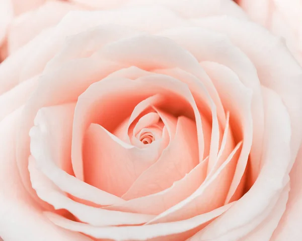 Közelkép rózsa virág, finom makró szirmok barack krém pasztell színek, természetes virágos háttér. Friss, lágy, virágzó rózsa. Szelektív fókusz virágos kártya, természet virágos design képeslap — Stock Fotó