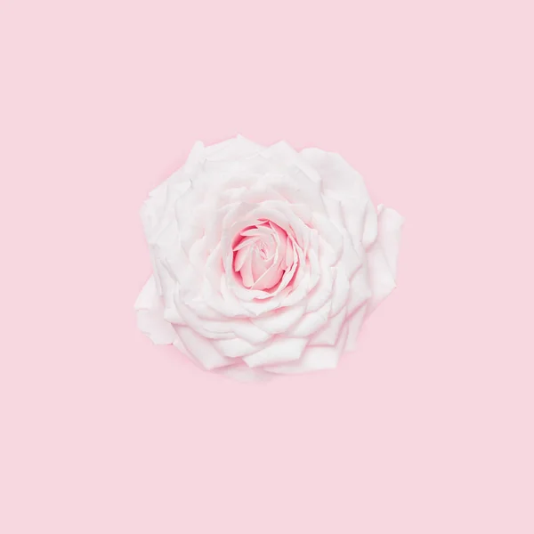 コピースペースのあるパステルカラーの背景に白いピンクのバラの花を閉じます 新鮮な柔らかい花 広場の挨拶カード ロマンチックなお祝いのための招待状が上昇した ソフトフォーカス 最小限のトップビュー — ストック写真