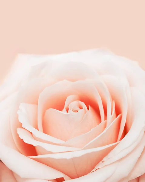 閉じるバラの花 繊細なマクロ花弁桃クリームパステルカラー 自然花の背景 新鮮な柔らかい花を咲かせました 選択的フォーカスフラワーカード 自然花のデザインのポストカード 上記のビュー — ストック写真