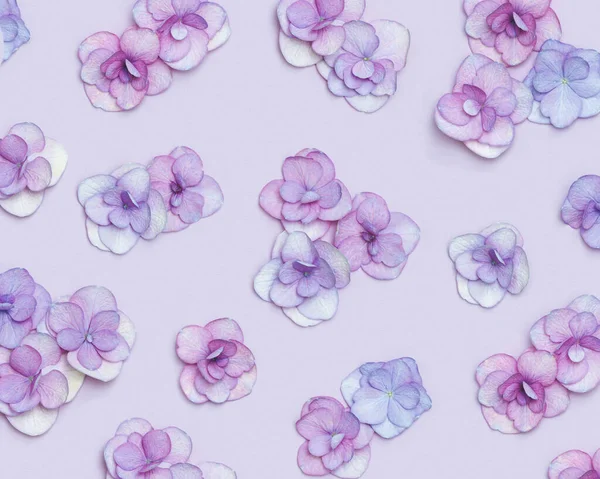 Natürliche Hortensienblüte, minimales Blumenmuster violett monochrom gefärbt. Layout mit frischen Blumen, Hintergrund. Frühjahrsferienkonzept, Muttertag, 8. März, Frauentag. Flache Lage — Stockfoto