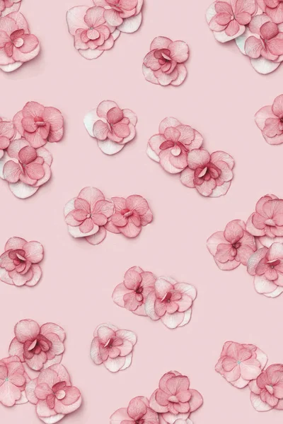 Motif floral minimal avec fleur rose hortensia fraîche, romance monochrome Concept de vacances avec des fleurs plates pour la fête des mères ou des femmes, célébration de la Saint-Valentin. Composition florale — Photo