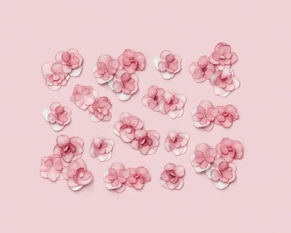 天然のアジサイピンクの花、最小限の花パターン単色の装飾。新鮮な花とレイアウト。母の日、 8 3月、女性の日のための春の休日の概念。平敷 — ストック写真
