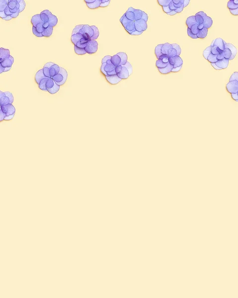 작고 신선 한 히드란게아 보라색 꽃이 피는 작은 꽃 모양의 페리 색이다. 휴일에는 어머니 날인 3 월 8 일, 여성의 날에 꽃이 핀다. 위를 보면, 평평 한 꽃이 피어 있다 — 스톡 사진