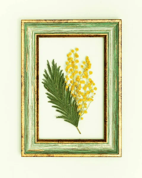 Frühlingsmimosenblume, natürlicher Zweig mit gelben Blüten, grünes Blatt in Vintage-Holzrahmen auf blassgrünem Hintergrund. Frühlingselement, Stillleben zum Muttertag, 8. März, Frauentag — Stockfoto