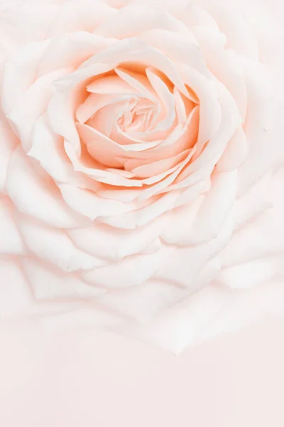 Közelkép fehér rózsaszín rózsa virág, finom makró szirmok krém pasztell színek, esztétikai virágos háttér. Friss, lágy rózsa, gratulálok vagy tapéta. Puha fókusz természet virágos — Stock Fotó