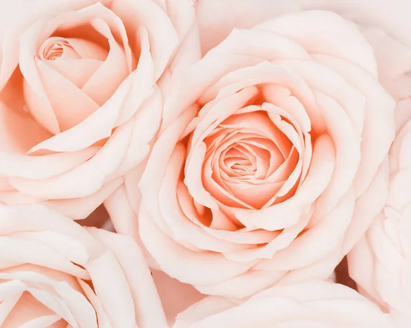 Közelkép rózsa virág, finom makró szirmok barack krém pasztell színek, természetes virágos háttér. Friss, lágy, virágzó rózsa. Szelektív fókusz virágos kártya, természet virágos design képeslap — Stock Fotó