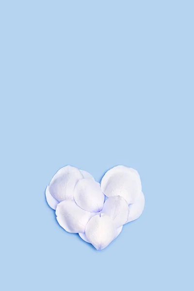 青い背景にバラの花びらで作られた公開ハート。白い花の花弁から心臓形。2月14日のバレンタインカード。お祝いのバレンタインデーのコンセプト。フラットレイアウト、トップビュー、パステルカラー. — ストック写真
