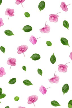 Doğal ortanca pembe mor çiçek, beyaz arka planda minimum çiçek deseni. Küçük taze çiçekli bir düzen. Bahar tatili konsepti, Anneler Günü için, 8 Mart, Kadınlar Günü