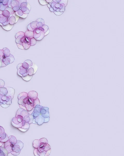 신선 한 히드란게아 (Hydrangea) 꽃이 피는 약간의 꽃 배경에는 매우 페리 색깔의 평평 한 면 이 있다. 단색 깔의 이미지와 신선 한 꽃들. 축일 카드 또는 어머니 날 초대장, 3 월 8 일, 여성의 날. — 스톡 사진