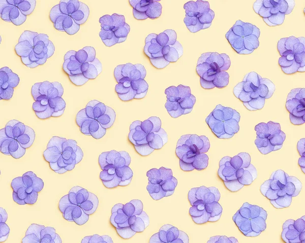 天然のアジサイ紫色の花、ベージュ地に最小限の花模様を着色。新鮮な花とレイアウト。母の日、 8 3月、女性の日のための春の休日の概念。平敷 — ストック写真