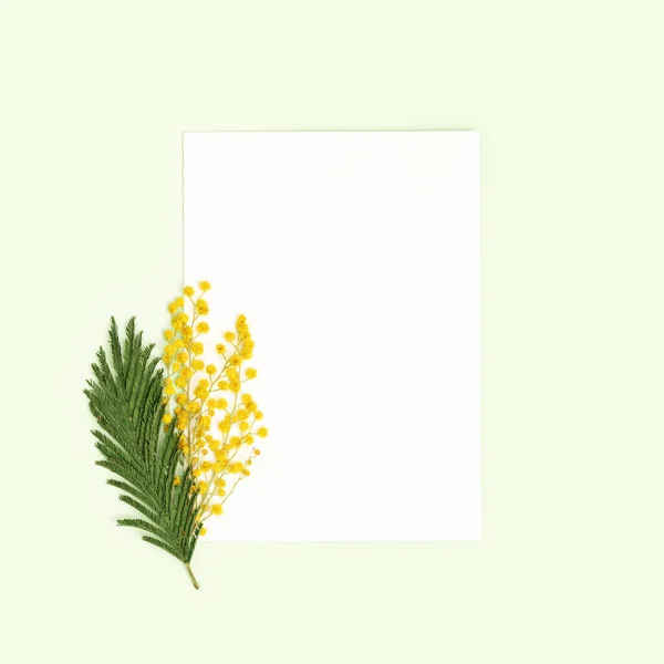 Frühlingsmimosenblume, natürlicher Zweig mit gelben Blüten, grünem Blatt und leerem weißen Papier, zum Gratulieren, Frühlingswünsche. Festkarte zum Muttertag, 8. März, Frauentag — Stockfoto