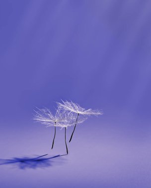 Close up fluffy dandelion seeds heads with detailed lace-like patterns, natural flying or dancing flower on very peri colored background with copy space. Creative floral composition