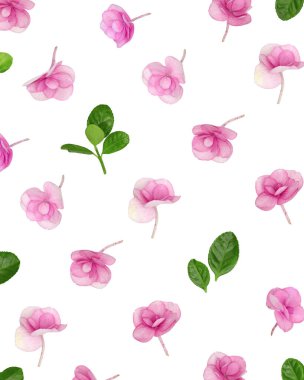 Doğal ortanca pembe mor çiçek, beyaz arka planda minimum çiçek deseni. Küçük taze çiçekli bir düzen. Bahar tatili konsepti, Anneler Günü için, 8 Mart, Kadınlar Günü