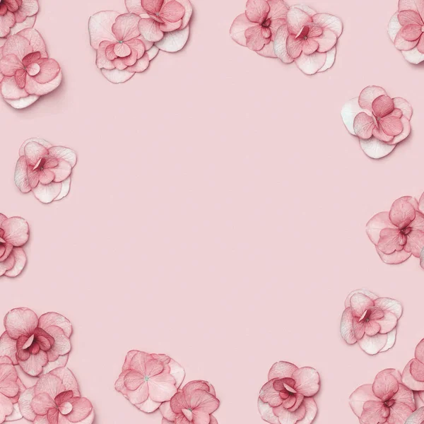 Natural Hydrangea flor rosa, marco floral minimalista, colores monocromáticos. Diseño con flores frescas. Concepto de vacaciones de primavera, para el día de las madres, 8 de marzo, día de San Valentín. Colocación plana, vista superior —  Fotos de Stock