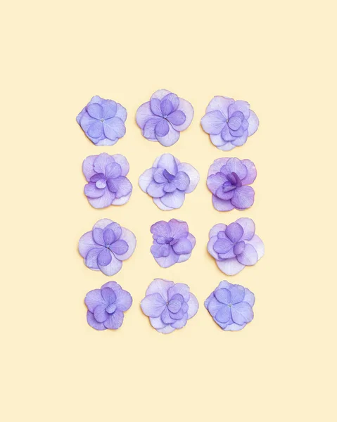 천연색 히드라게아 보라색꽃은 베이지 색 바탕에 최소한의 꽃무늬가 있다. 신선 한 꽃들 과 함께 라우트. 3 월 8 일, 어머니 날 (3 월 8 일 ) 은 봄의 개념이다. 나막신 — 스톡 사진