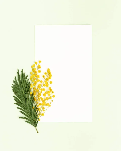 Frühlingsmimosenblume, natürlicher Zweig mit gelben Blüten, grünem Blatt und leerem weißen Papier, zum Gratulieren, Frühlingswünsche. Festkarte zum Muttertag, 8. März, Frauentag — Stockfoto