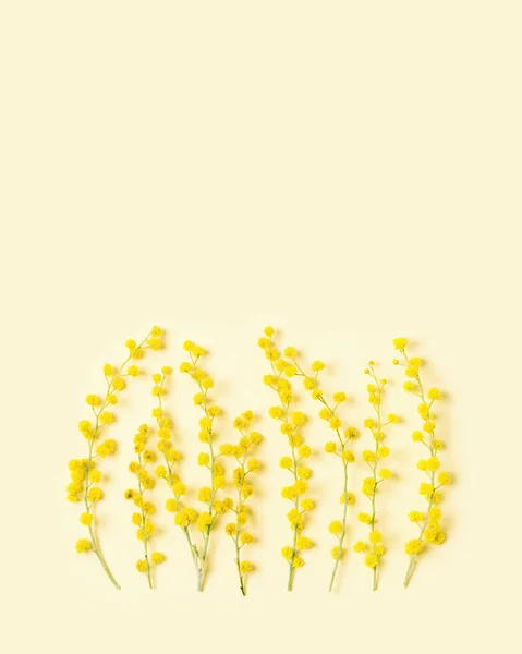 ミモザの花を閉じると、小さな枝、春の季節の背景。ふわふわの黄色の花アカシアのボール、春のお祝いのシンボル。母の日、 8 3月、女性の日の休日の概念. — ストック写真