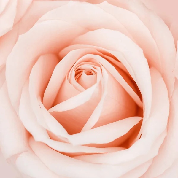 Blooming rose flower close up, soft peach pastel colored background. Fresh tender bloom rose, square greeting card, invitation for romantic celebrations. Selective focus — Fotografia de Stock