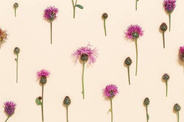 Natural summer composition from wild flowers thorn thistle or burdock on pastel beige background. Aesthetic nature.