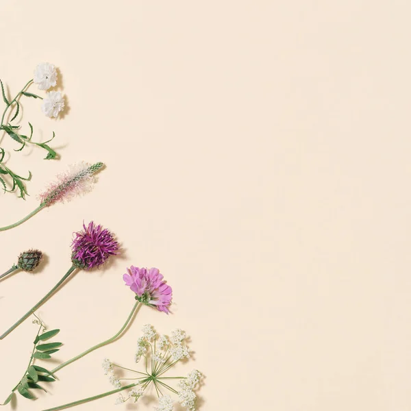 Natural summer wildflowers, meadow herbs and field bloom plants, green grass, small wild blossom, forest thistle, fern — ストック写真