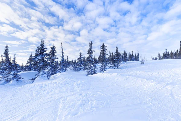 Paisaje natural de invierno en la estación de esquí de Sheregesh en Rusia, clima frío, ladera de nieve blanca, abetos de coníferas en la cima de la montaña, vista de la naturaleza con nubes azules cielo —  Fotos de Stock