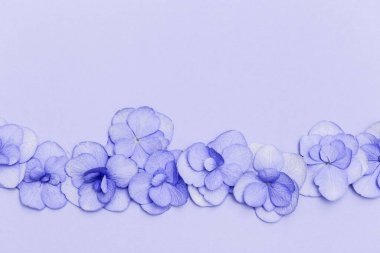 Küçük talebe Ortanca çiçekleriyle çiçek aranjmanı, doğal çiçekli daire yaz mevsiminde yatıyordu..