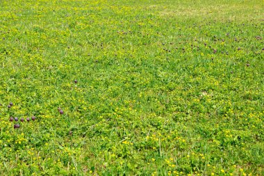 Bahar çiçekleri doğada, kırmızı yabani çiçek, otlakta fritillaria montana, renkli bitkiler