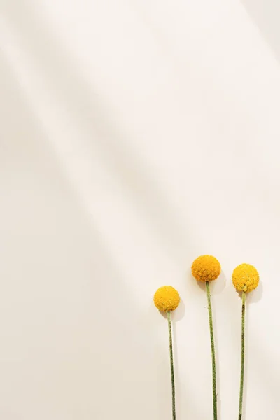 ベージュ色の紙に新鮮な黄色の丸いビリーボールの花。太陽の光と最小限の自然な花の背景 — ストック写真
