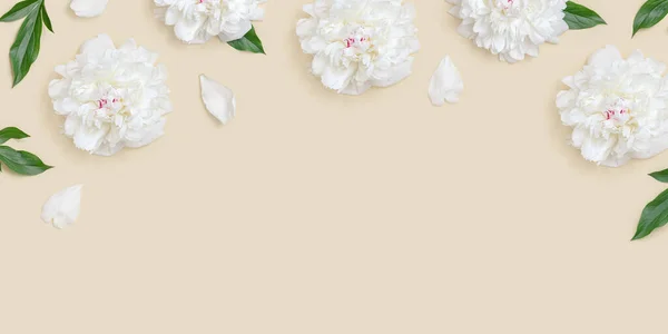 Keret fehér bazsarózsa virágok és zöld levelek világos bézs háttér — Stock Fotó