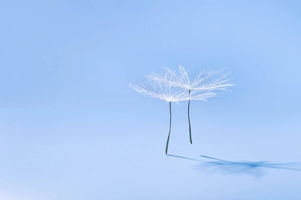 Närbild makro vit fluffiga maskros frön huvuden med detaljerade spets-liknande mönster, naturliga flygande eller dansande frön på mjuk blå. Kreativ natur blommig komposition, minimal stil — Stockfoto