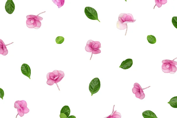 자연히 히 히 드란게아 분홍빛 꽃이 피며, 흰 배경에 최소한의 꽃 무늬가 있다. 작고 신선 한 꽃들 과 함께 라우트. 봄날, 어머니 날, 3 월 8 일, 여성의 날에 대한 개념 — 스톡 사진