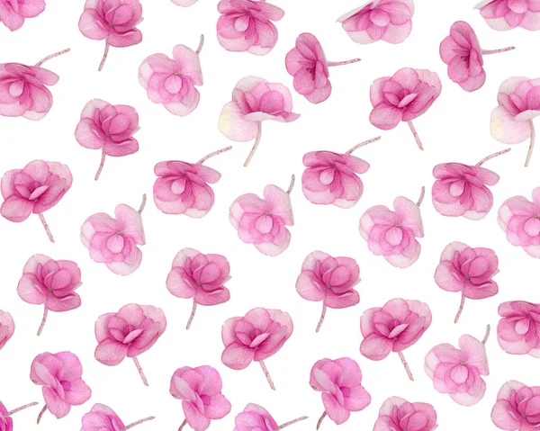 Doğal Ortanca pembe çiçekleri, küçük taze çiçeklerle birlikte en az çiçek desenli desen. Anneler Günü için bahar tatili konsepti, 8 Mart, Kadınlar Günü. Düz, mevsimlik çiçek