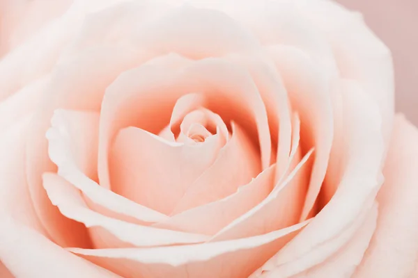 Közelkép fehér rózsaszín rózsa virág, finom makró szirmok krém pasztell színek, esztétikai virágos háttér. Friss, lágy rózsa, gratulálok vagy tapéta. Puha fókusz természet virágos — Stock Fotó