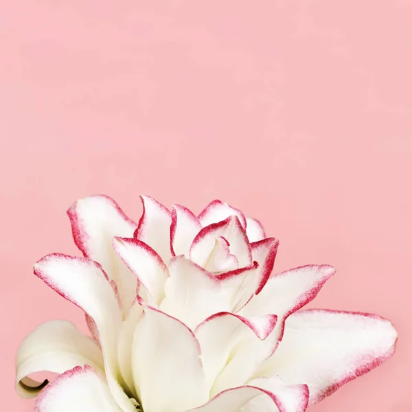 Gyönyörű virágüdvözlő kártya fehér bazsarózsa liliommal. Gyengéd virágszirmok záródnak. — Stock Fotó